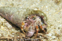 Hermit crab...this little guy was scooting across the bot... by Terry Stigall 